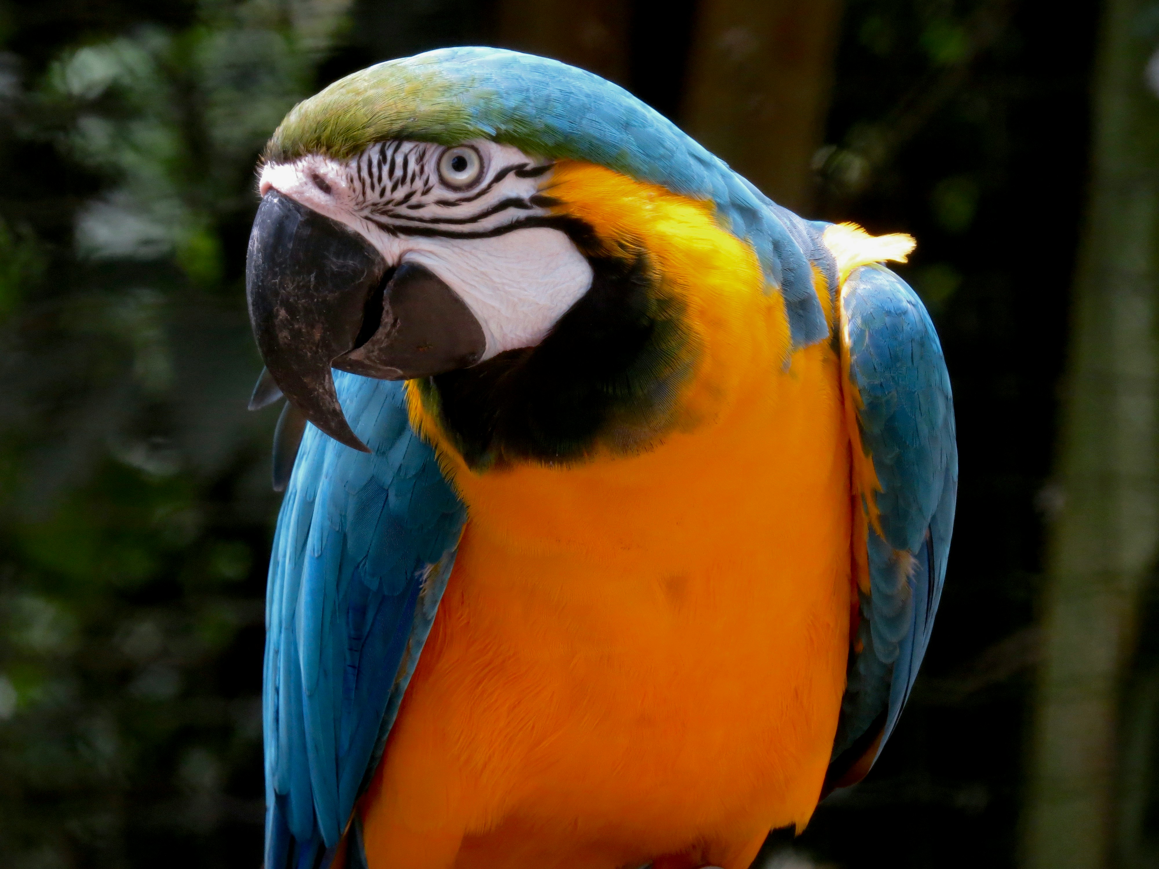 Amazon 5