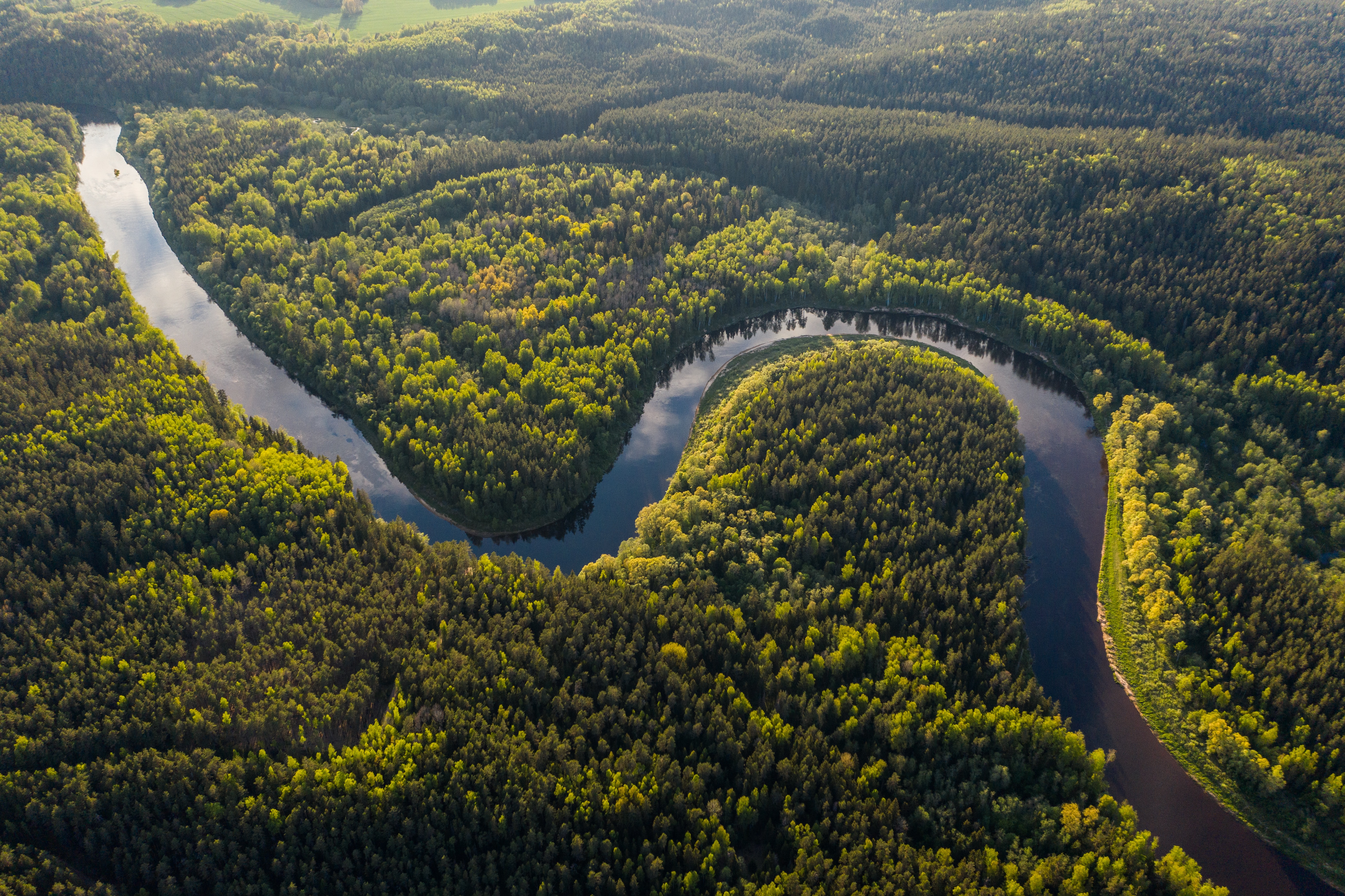 Amazon Forest